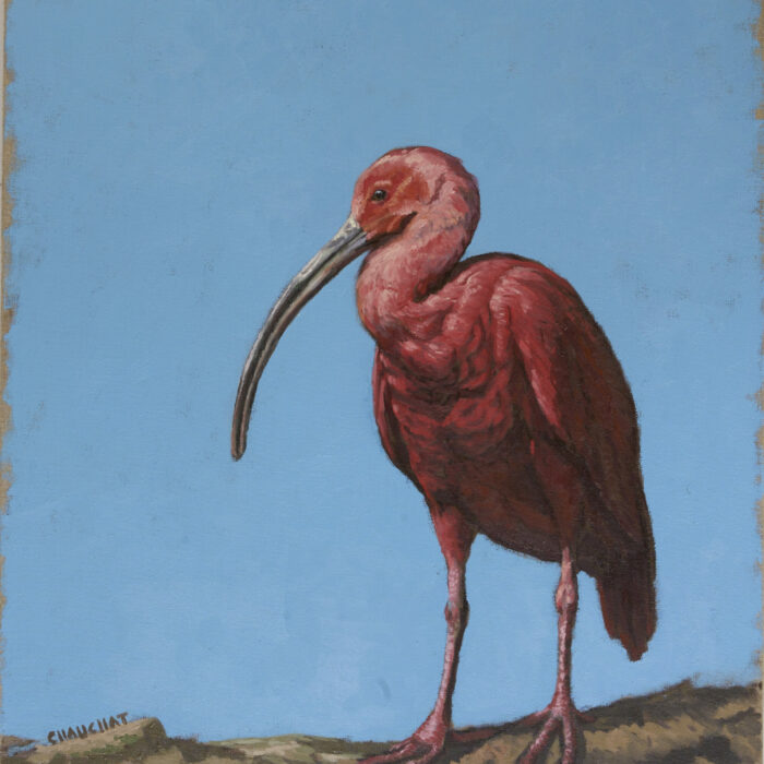 Ibis